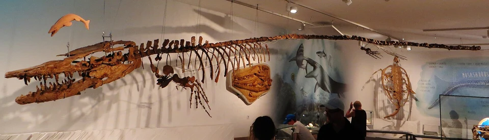 Museum photograph of the mounted Hainosaurus marine reptile